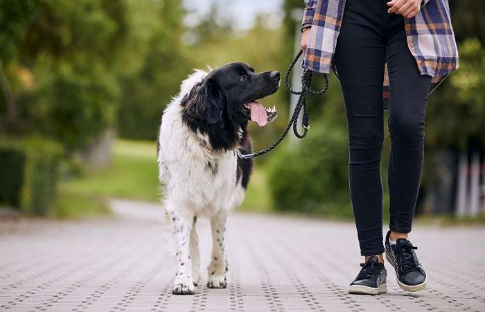 pessoa passeando com o cachorro